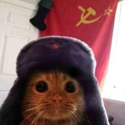 Communist Cat - The Onchain Revolution🧧 logo