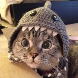 Shark Cat Portal logo